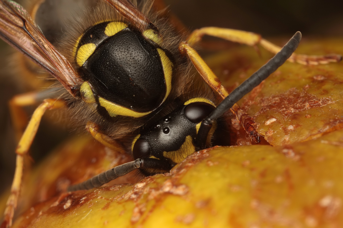 2009 (8) AUGUST Wasp eating a windfall pear 